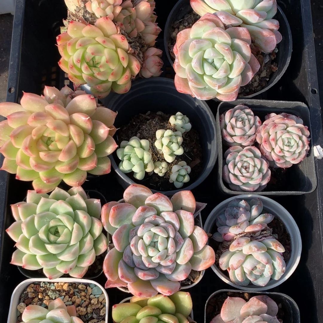 1128-67 套餐一组