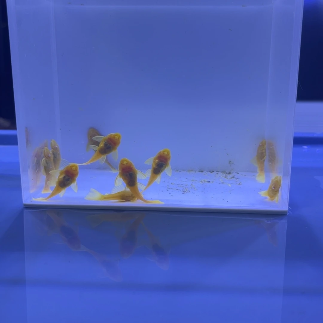 孔雀鱼胡子十条开箱视频报损