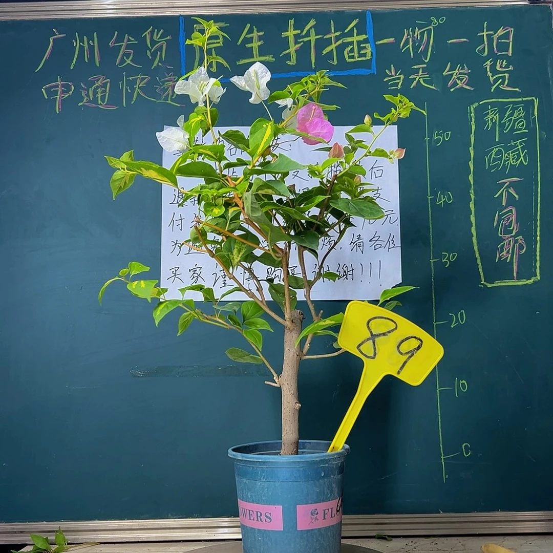 当前无花栽培后可以开花橙白橙粉同株 89