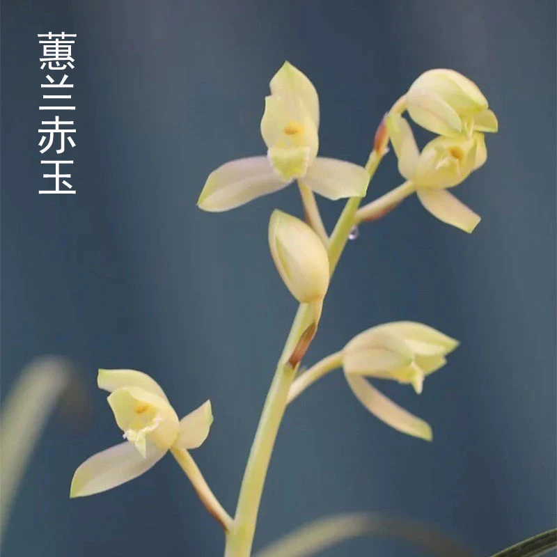 蕙兰赤玉蕙兰赤壳素心名品兰花浓香好养室内盆栽兰花苗花开幽香