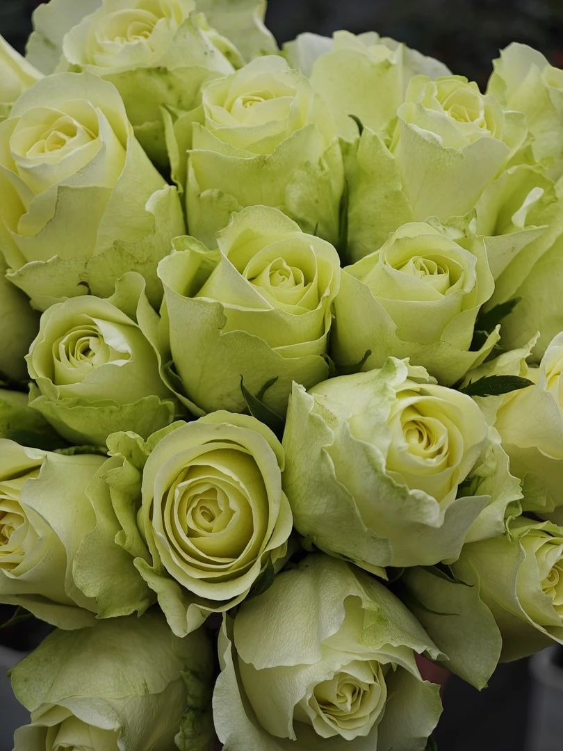 新品切花月季品单目录表非卖价