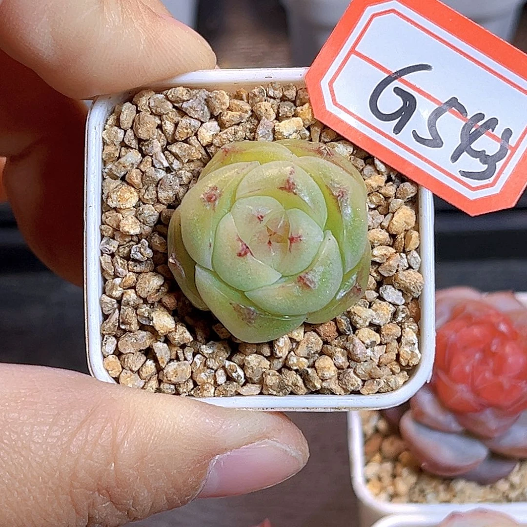 G543 孤品珍妮多肉