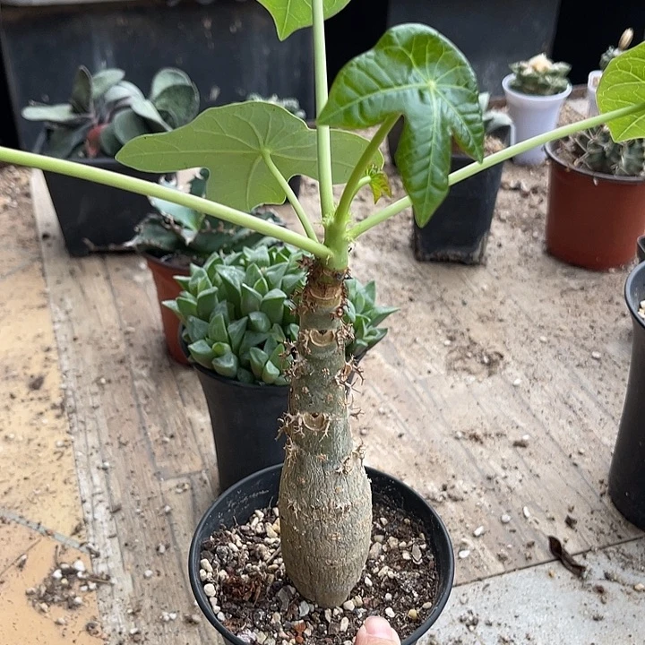 无花朵佛肚棠一物一拍的