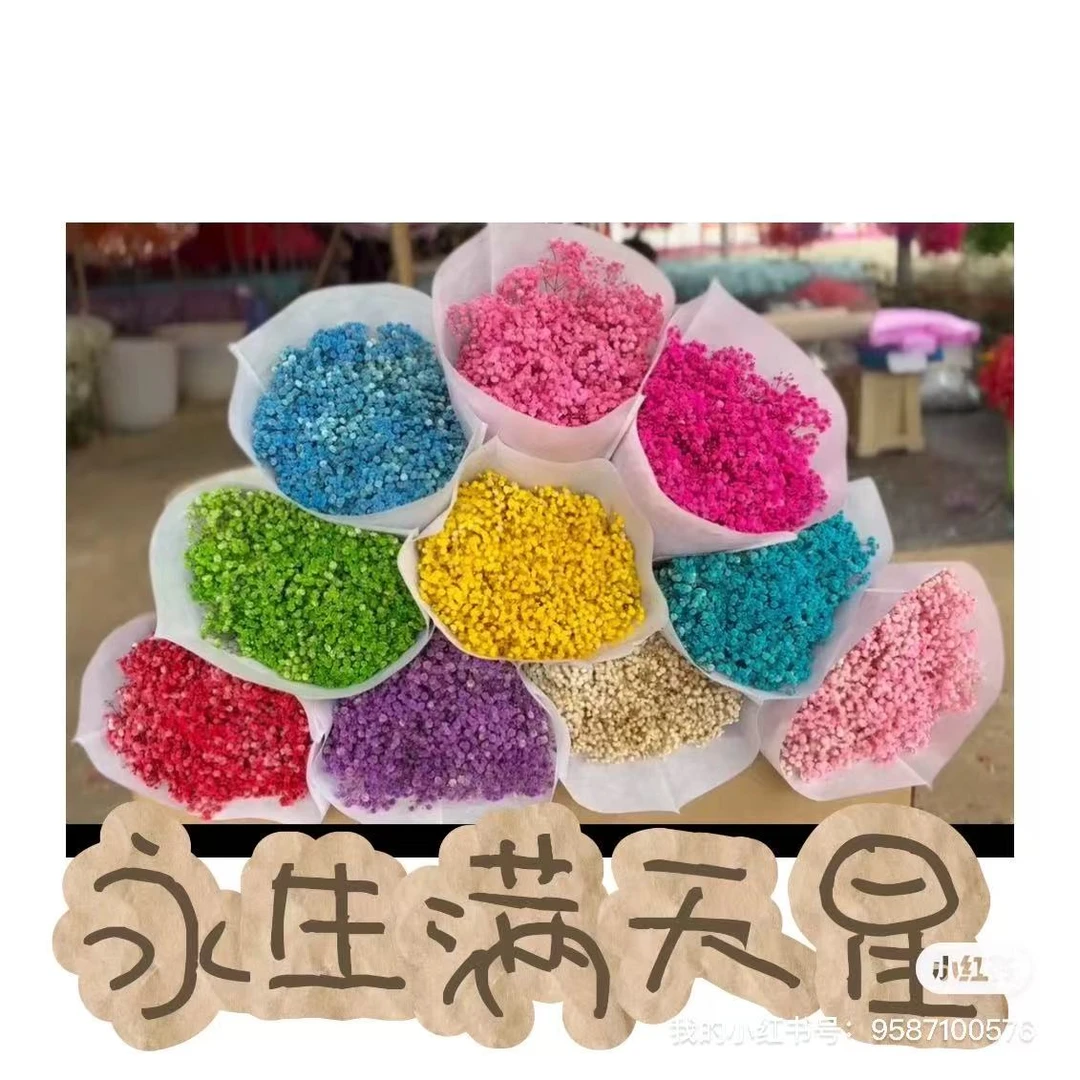 A级品质云南永生满天星花头饱满颜色均匀适合节日送礼