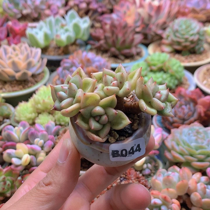 一物一拍含盆土满38包邮B044