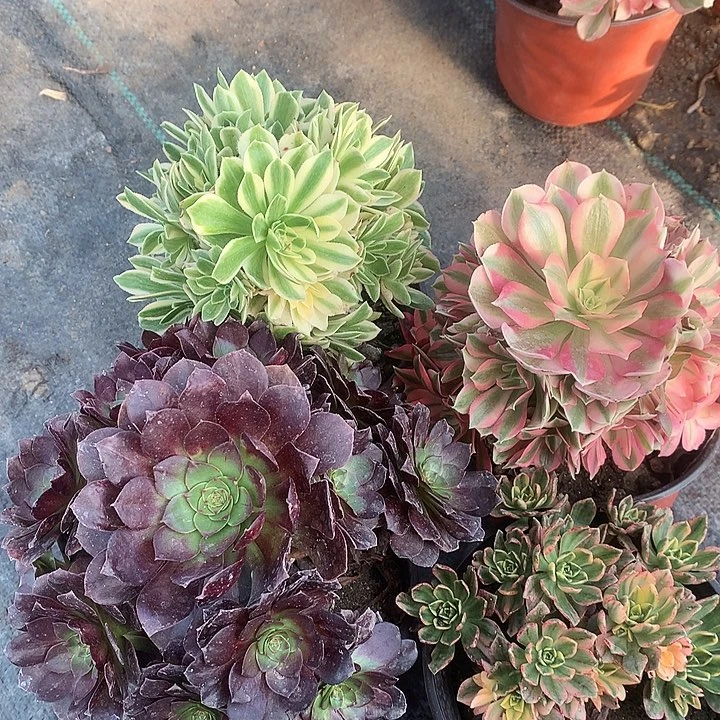 831四颗多肉植物