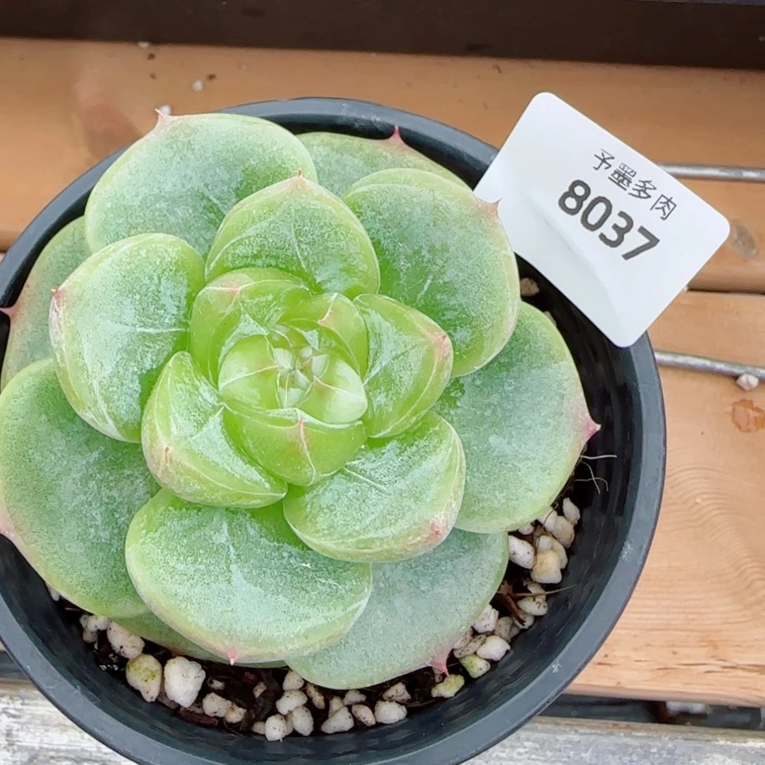 菩提珍妮，8037多肉植物