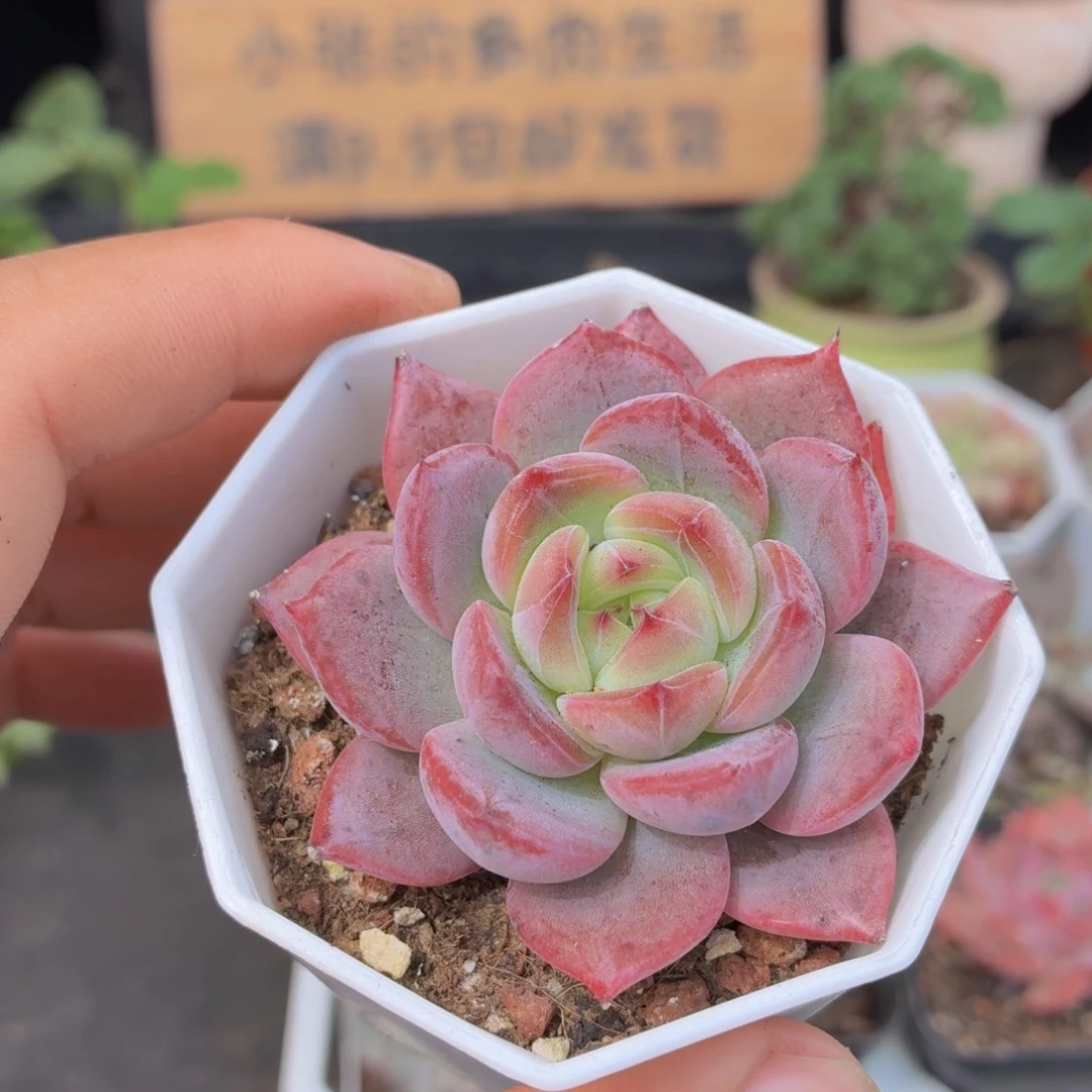 红鸾多肉9.9包邮发货