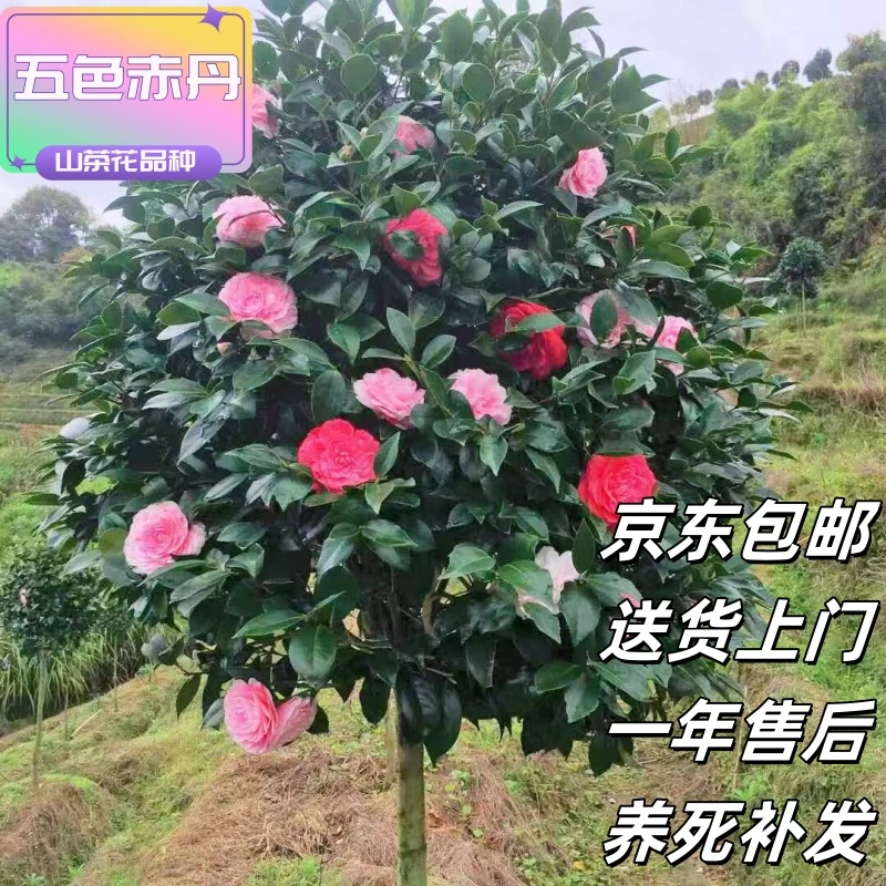 【五色赤丹】山茶花带花苞发货耐寒耐热四季开花庭院绿植