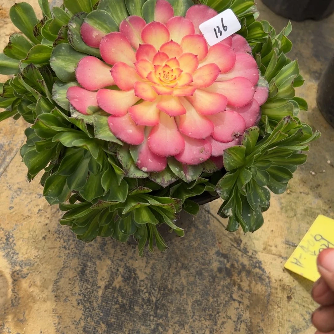 136知否多肉植物系