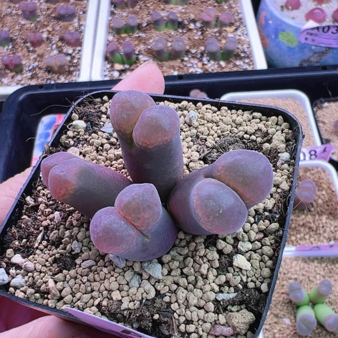 109号风铃福利特特束