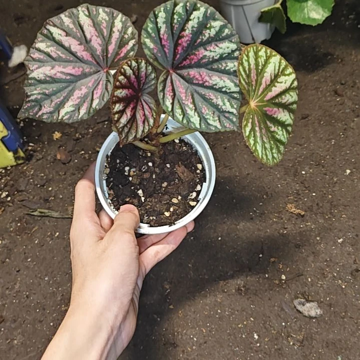 糖果秋海棠一物一拍