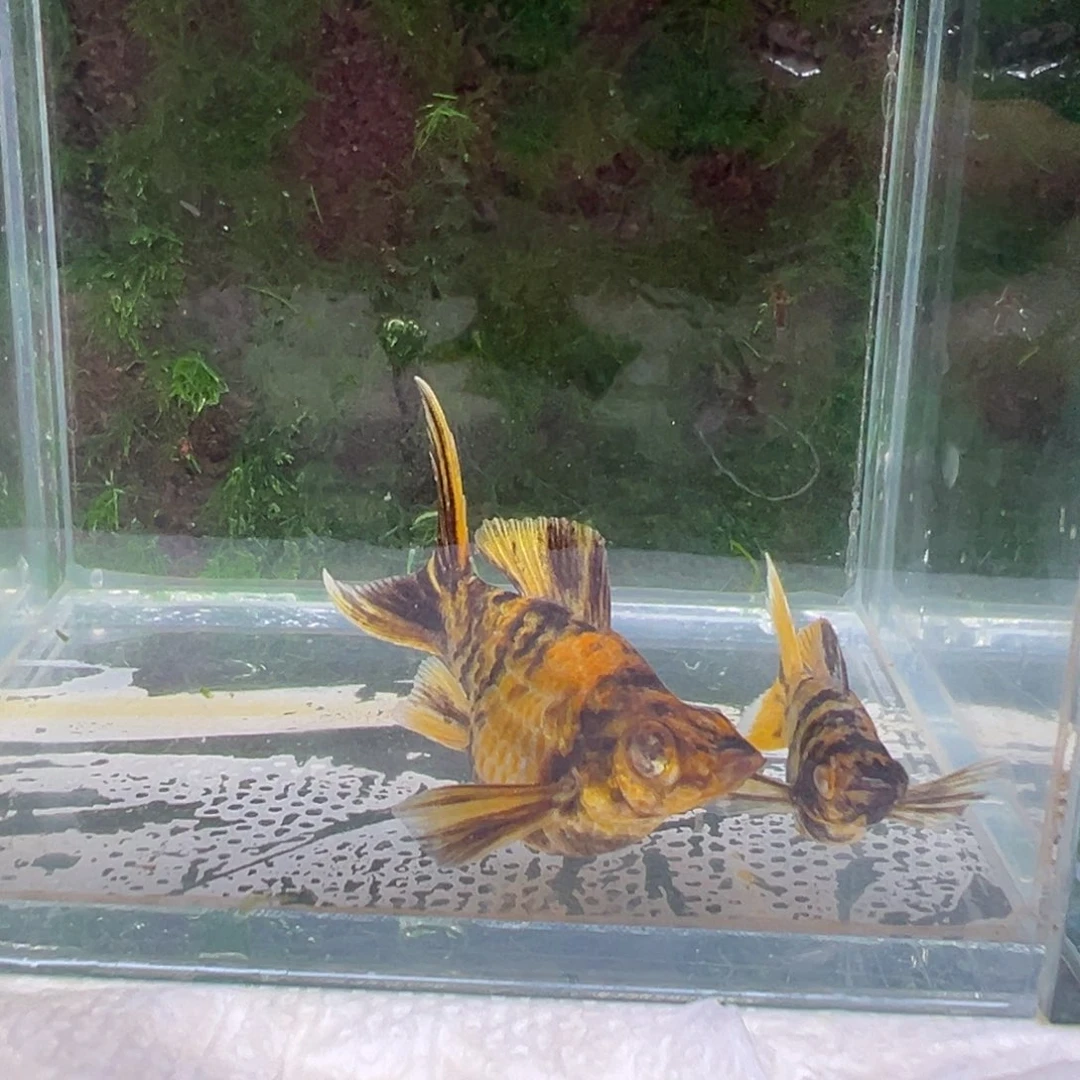 黑玛丽鱼金虎种鱼一对。