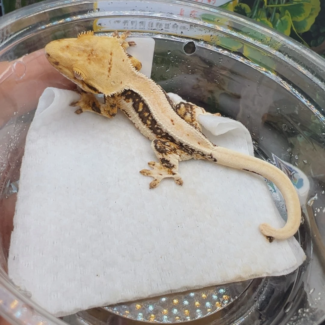 睫角守宫超黑底三色莉莉