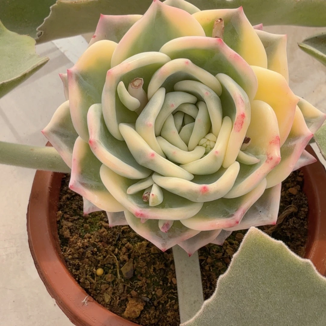 伊丽莎白 安吉园艺锦