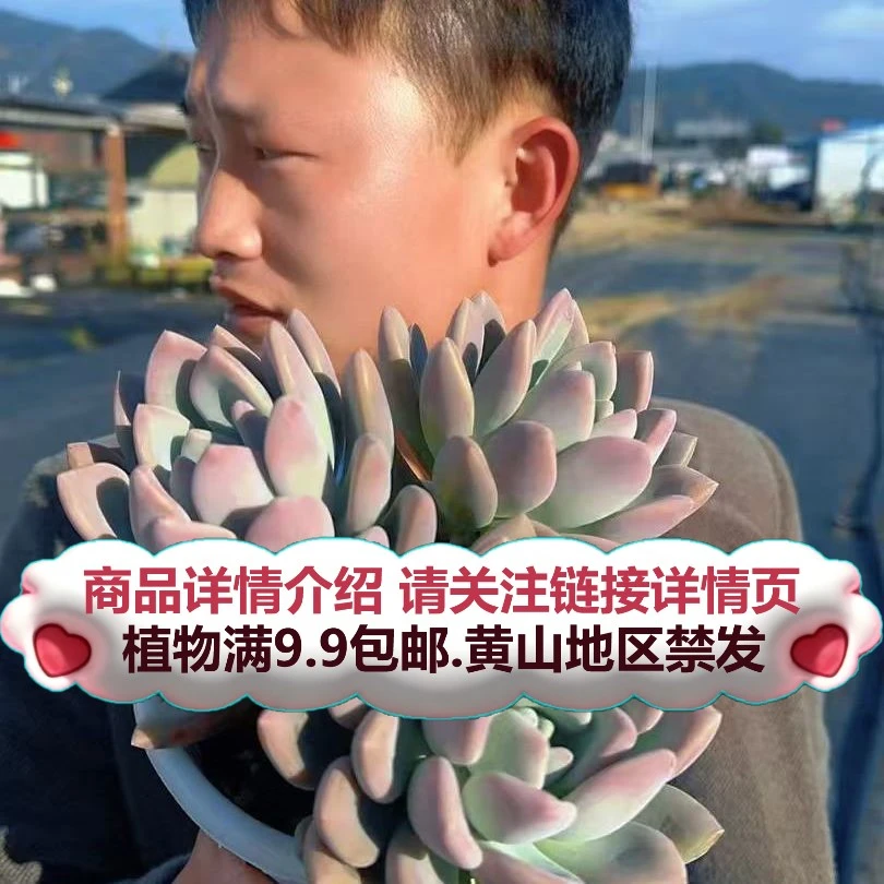 奥普妮娜- 裸根)多肉要满9.9邮 多肉植物绿植吸甲醛