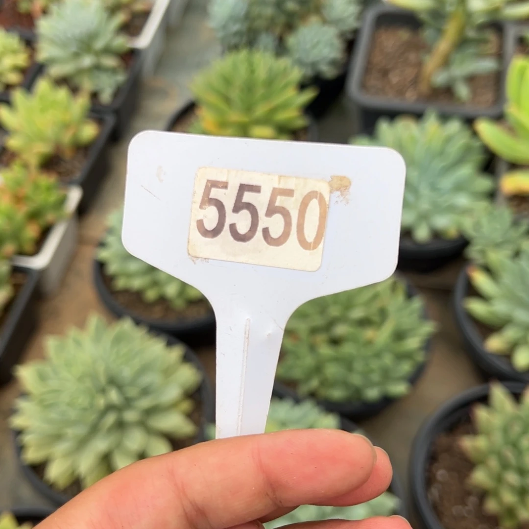 【闪购商品】西*5550。 1111111