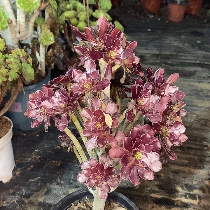 黑法多肉植物050