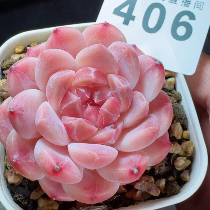 冰魄         精控精养多肉植物