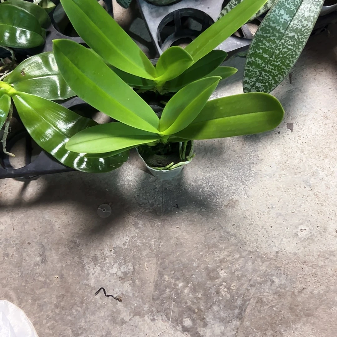 j***m不开花植物蓝星2.5苗