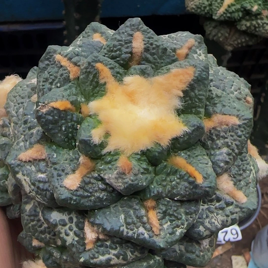 龟甲群506仙人球开花