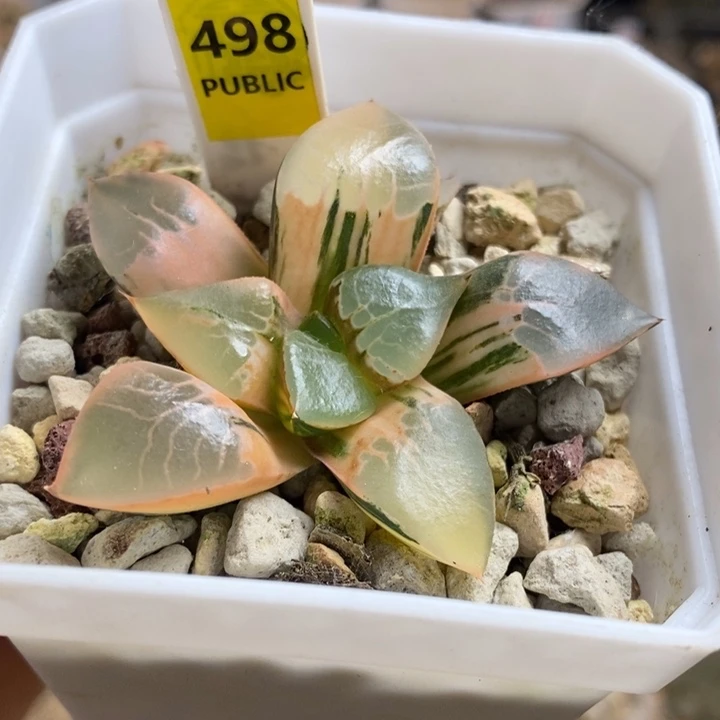 498号火凤凰克锦多肉