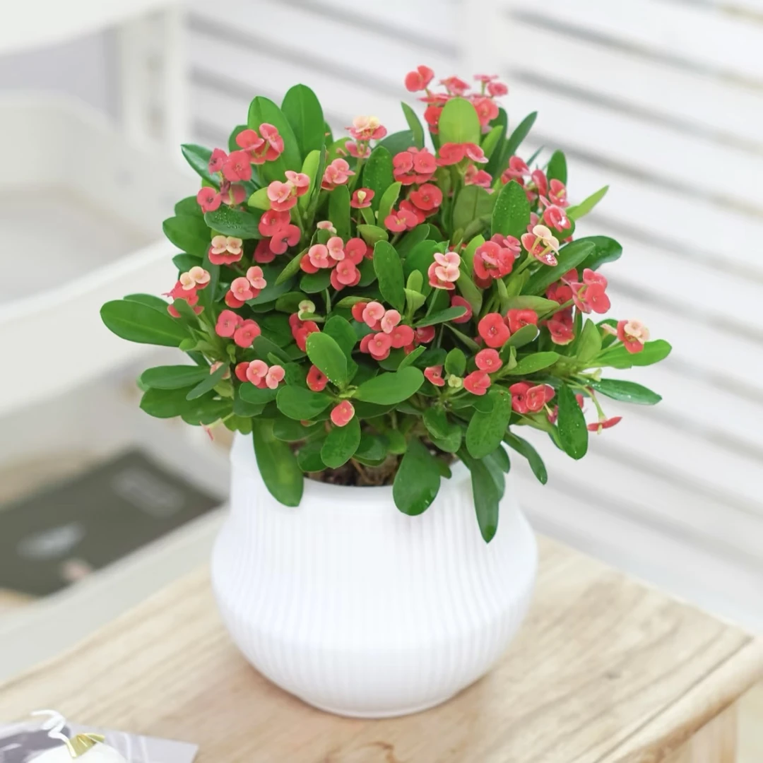 虎刺梅盆栽庭生长快易爆花多年生院阳台新手易养护爆花强