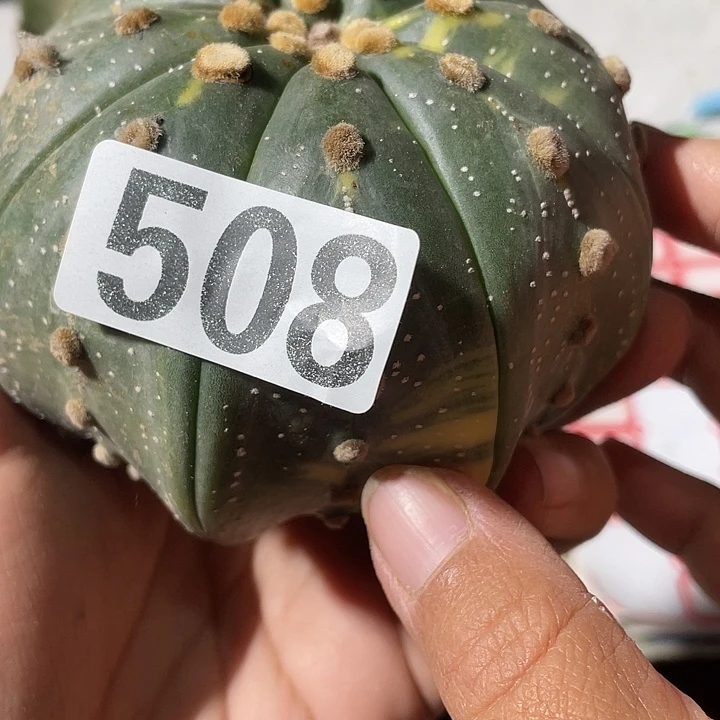 无根508号仙林球一颗