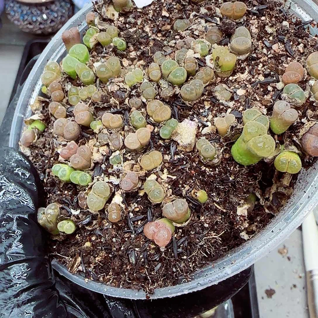 生石花满18包邮0928-115