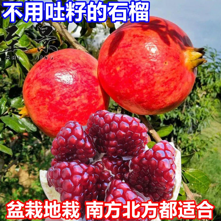 大果石榴树苗无籽突尼斯软籽蒙阳红慕乐庭院水果树苗阳台盆栽耐寒