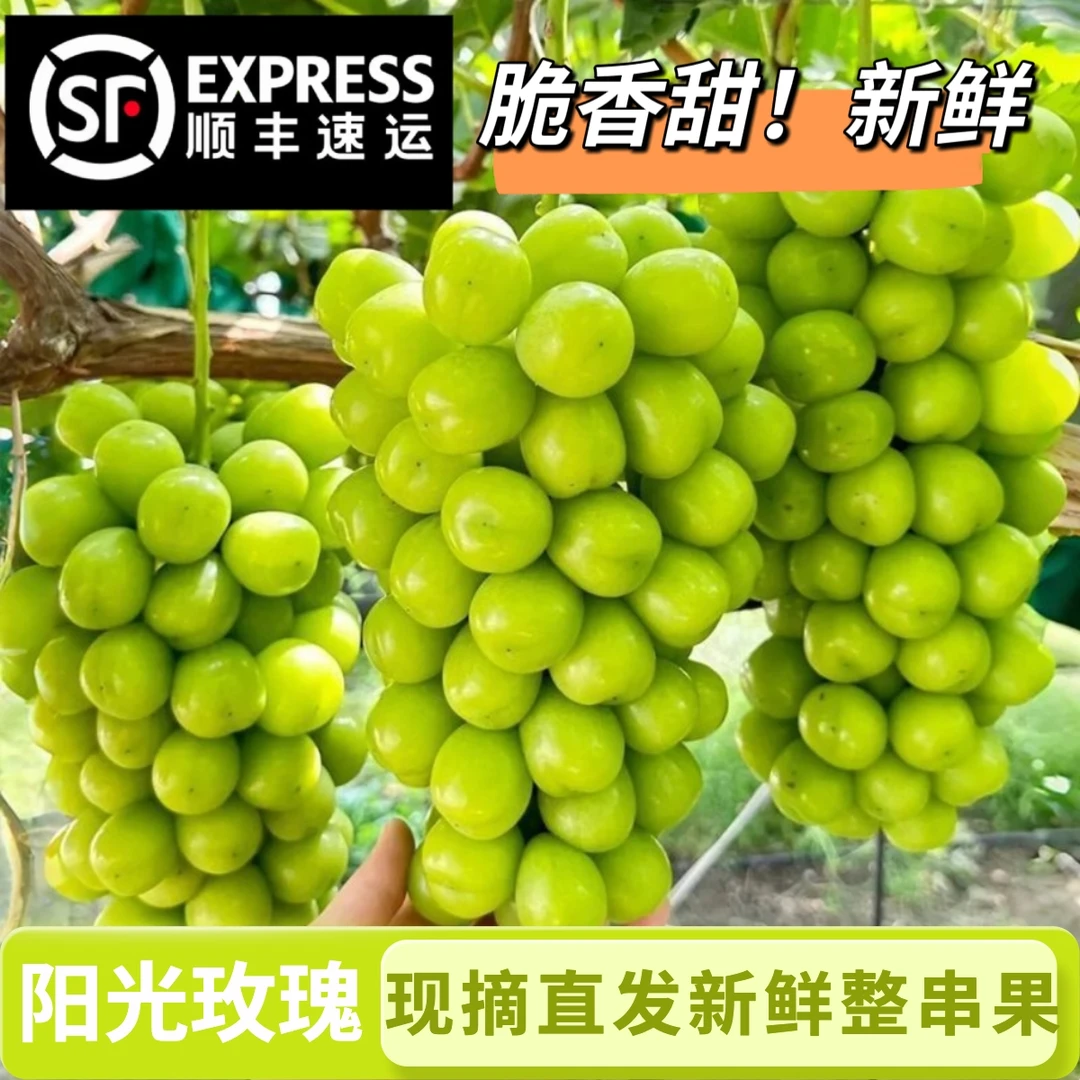 【顺丰明天到家】大凉山阳光玫瑰无籽葡萄香印青提新鲜水果 4 斤装四川省