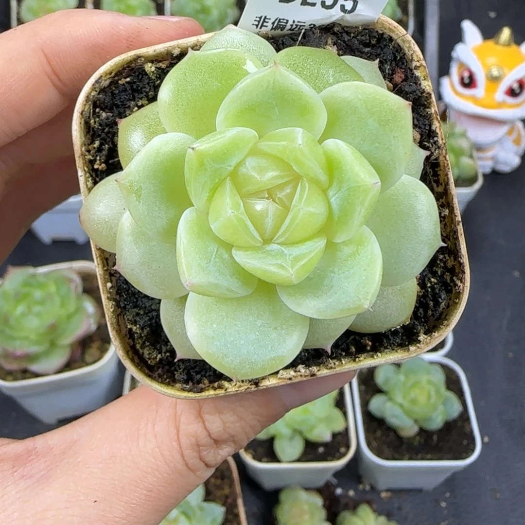 东篱下多肉植物哈哈哈哈55