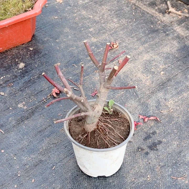 用***m无花朵枫树……枫树