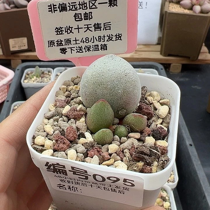 095奶油泡芙多肉