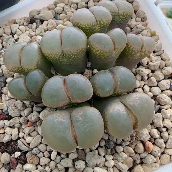 多肉植物优选母本34号