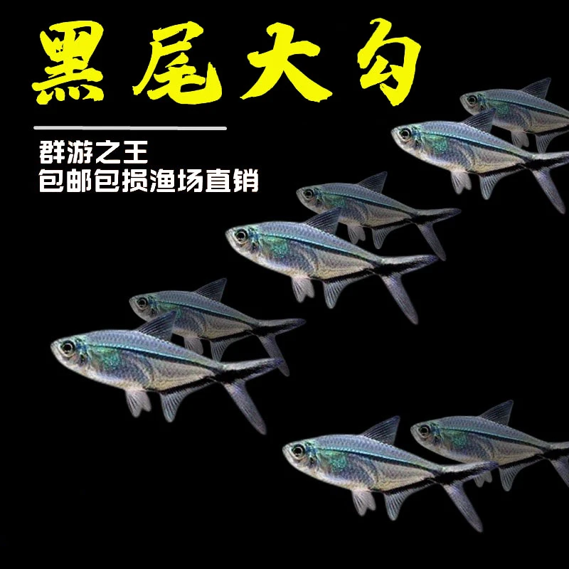 5条黑尾大勾3-4cm-福袋发中通（不包损不补发）