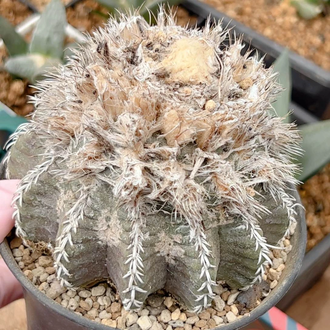 奇特球自根 仙人球