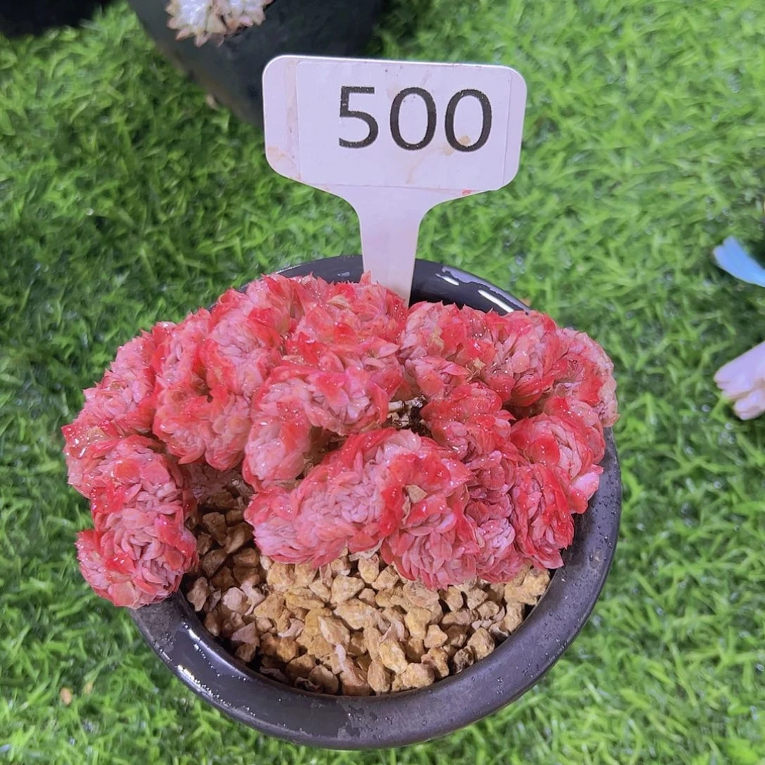 不***儿509贝瑞缀28元元