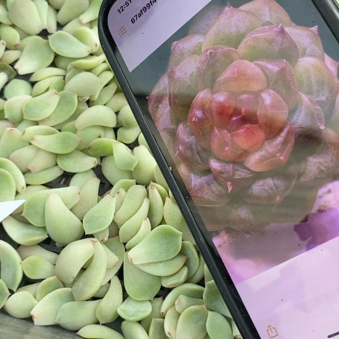 纯叶片甜心490叶片一个