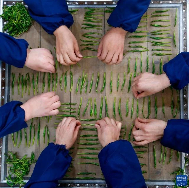 一号[手工捏尖太平猴魁]2025年四月新茶特级 正味兰花香气耐泡度4