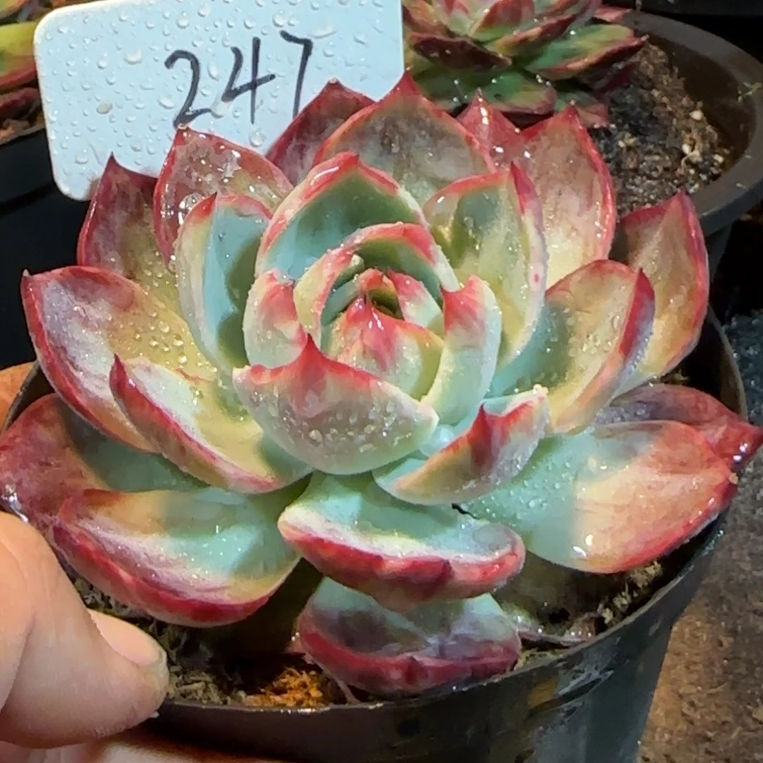 花脸惊鸿一物一拍包装收缩花旱247