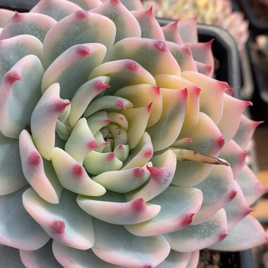 羽*?吉娃娃锦多肉植物