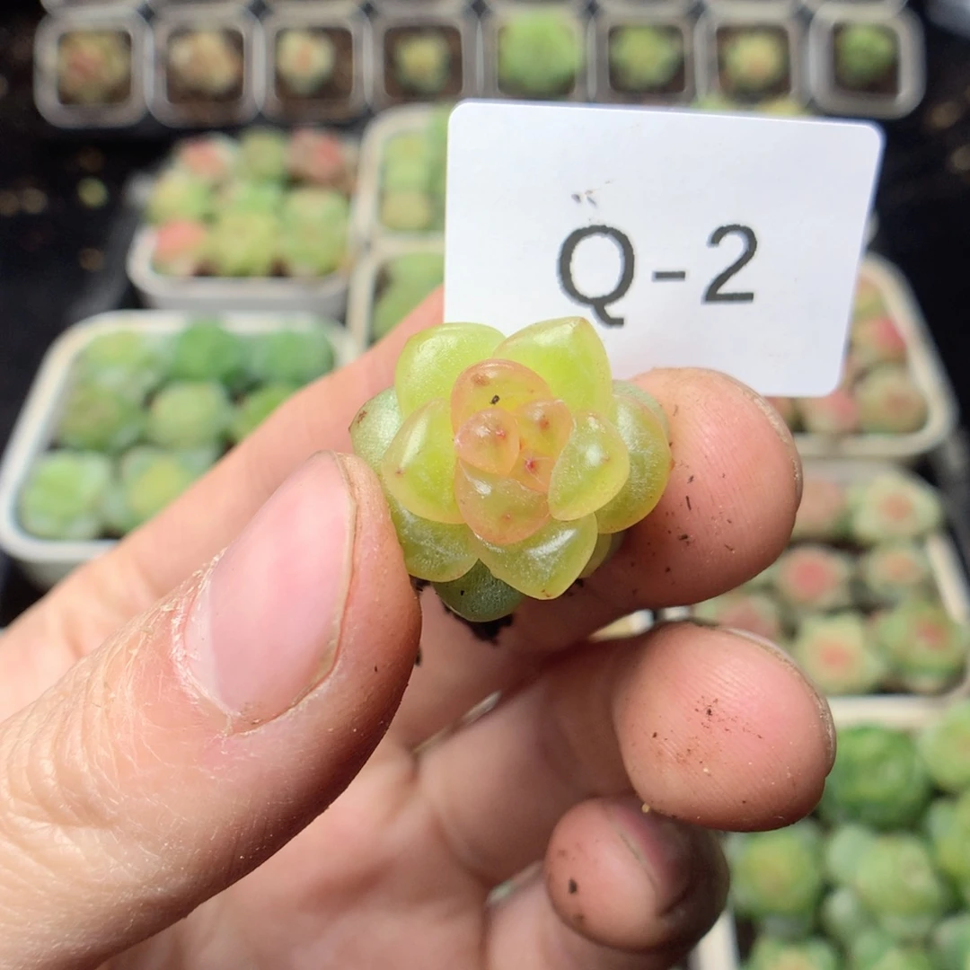 @***.无花朵Q2yyyyyyyy
