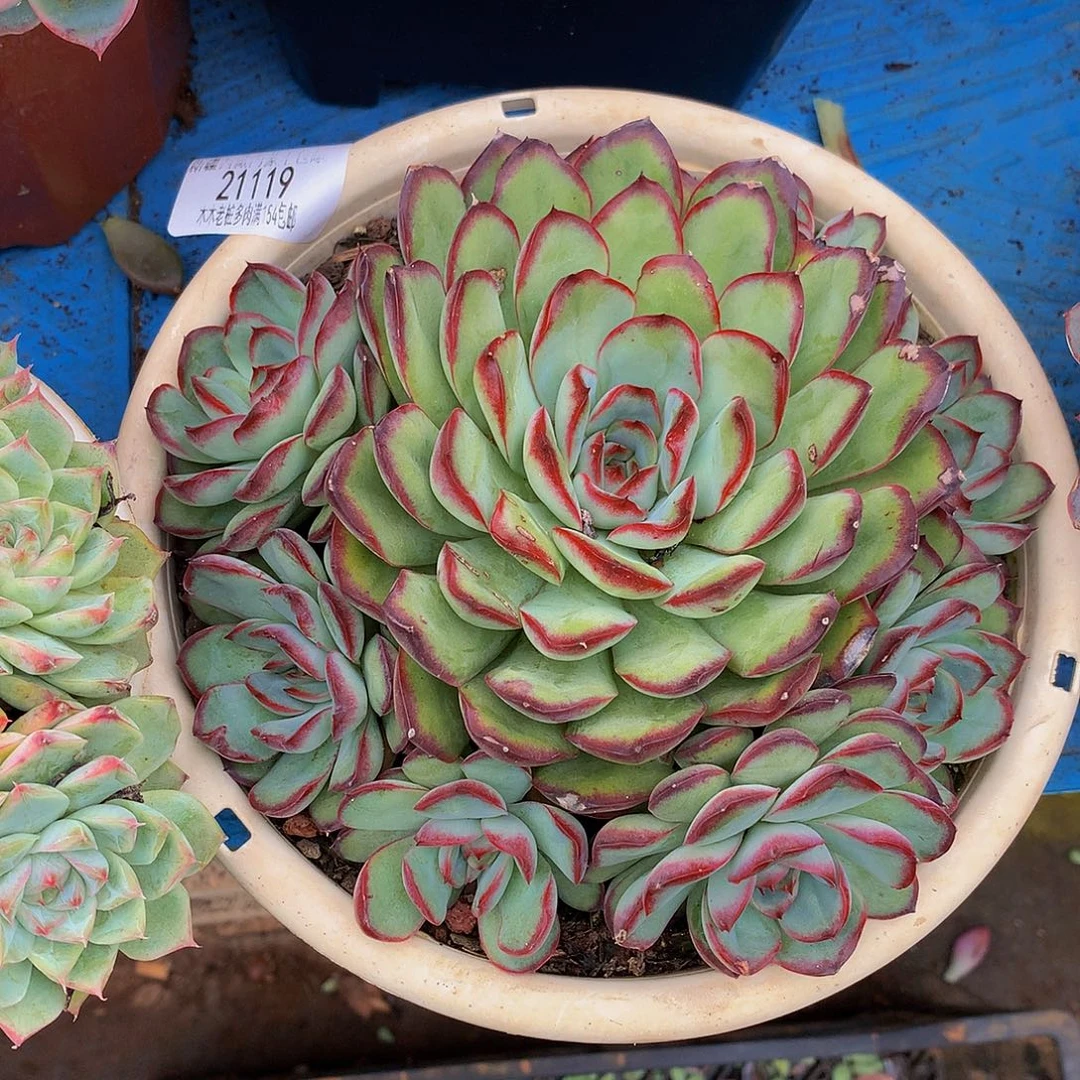 幸***c    肉酱玫瑰多肉21119