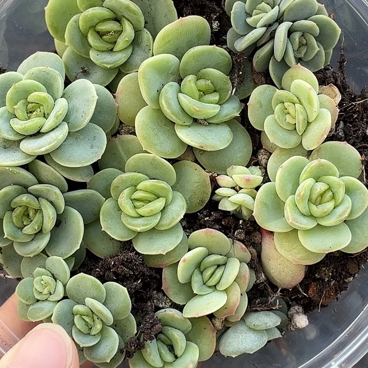 OTO多肉优选dy1935