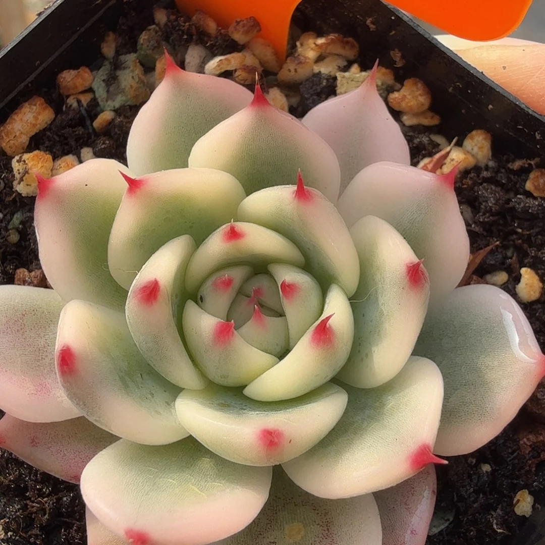 吉娃娃锦，多肉植物