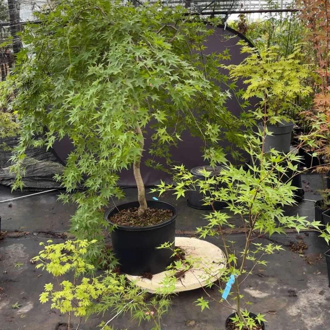 无花朵流泉枫树6