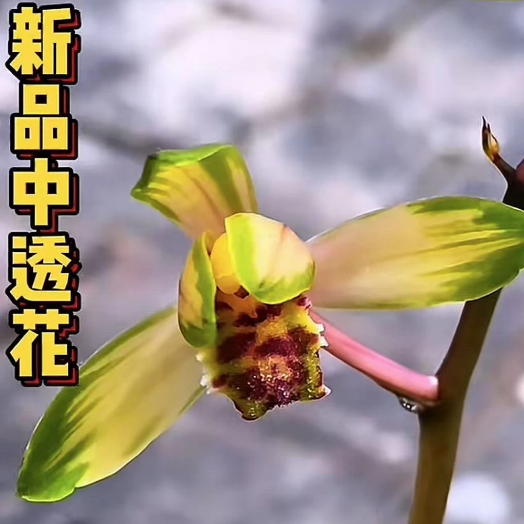 【兰花直播间一物一拍】