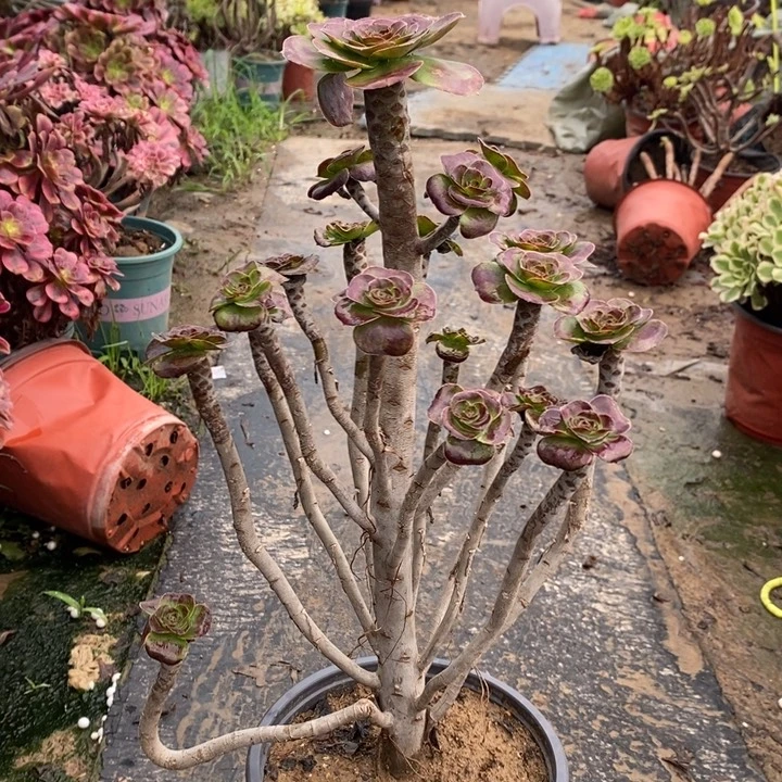圆叶多肉植物035