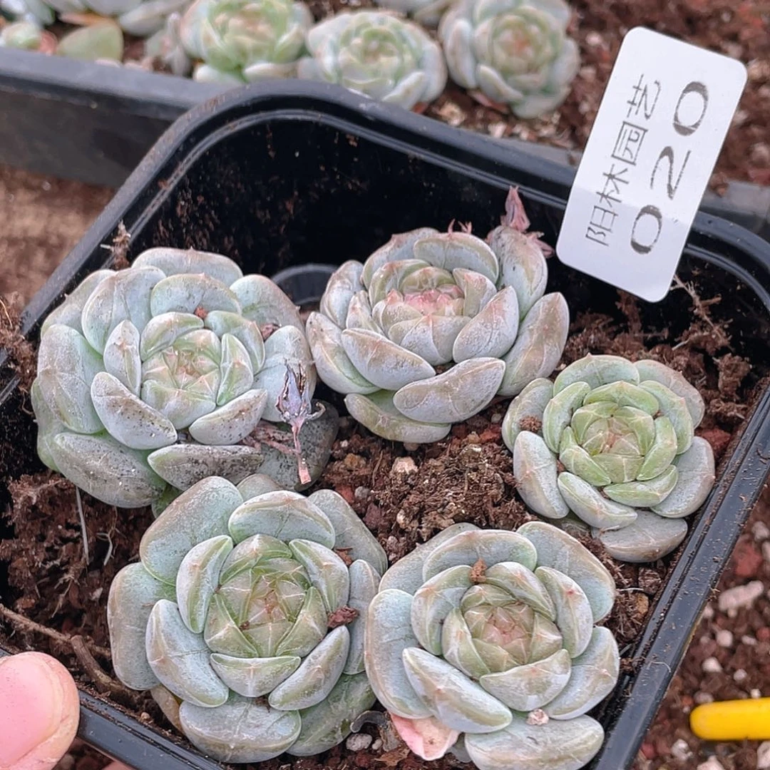 多肉植物多肉植物20